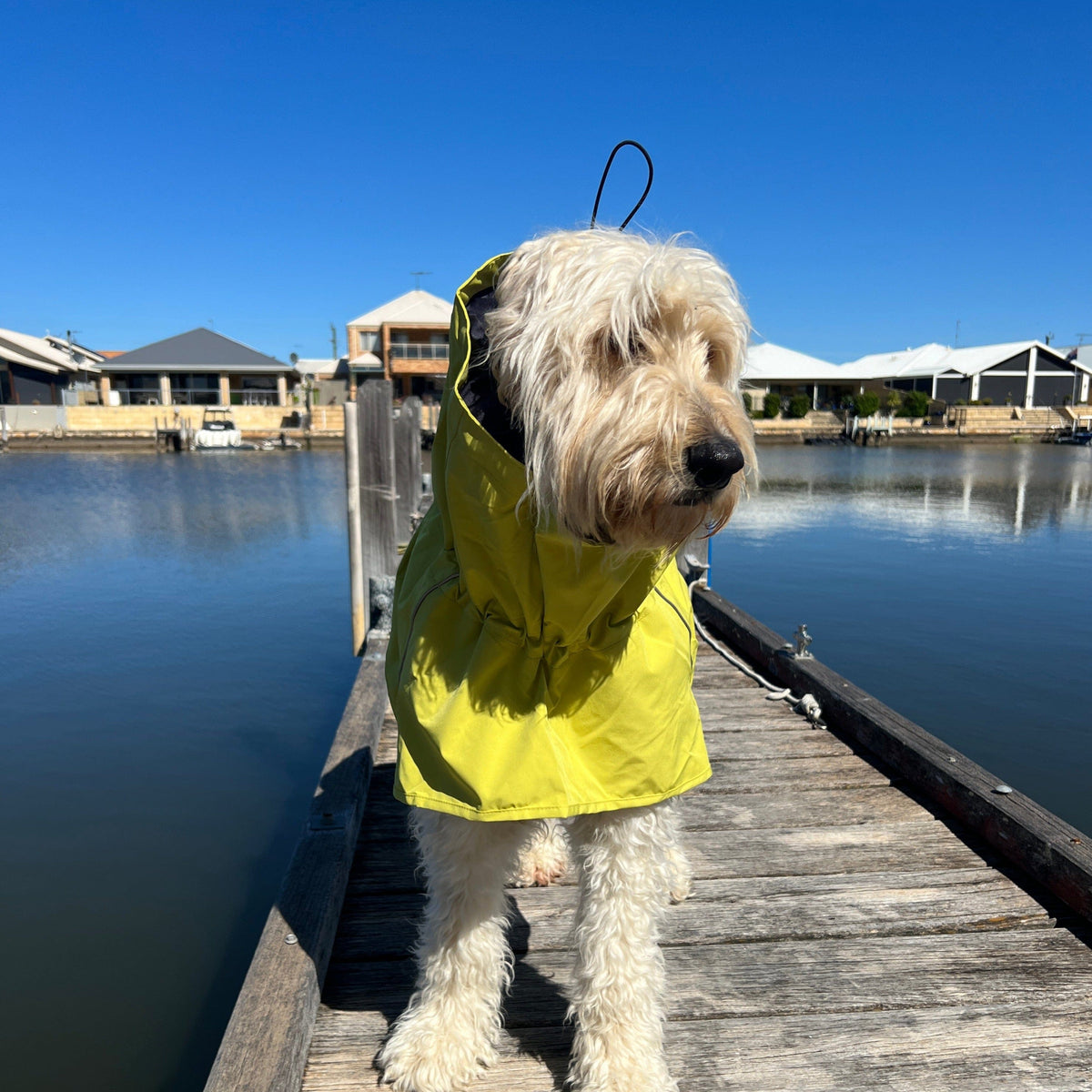 Goldendoodle raincoat clearance