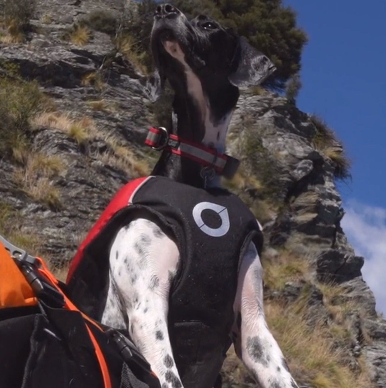 Great dane life vest best sale