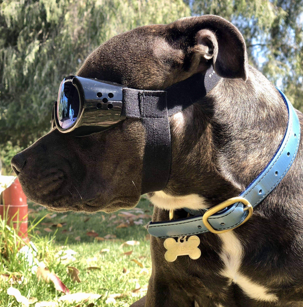 Xs cheap dog sunglasses