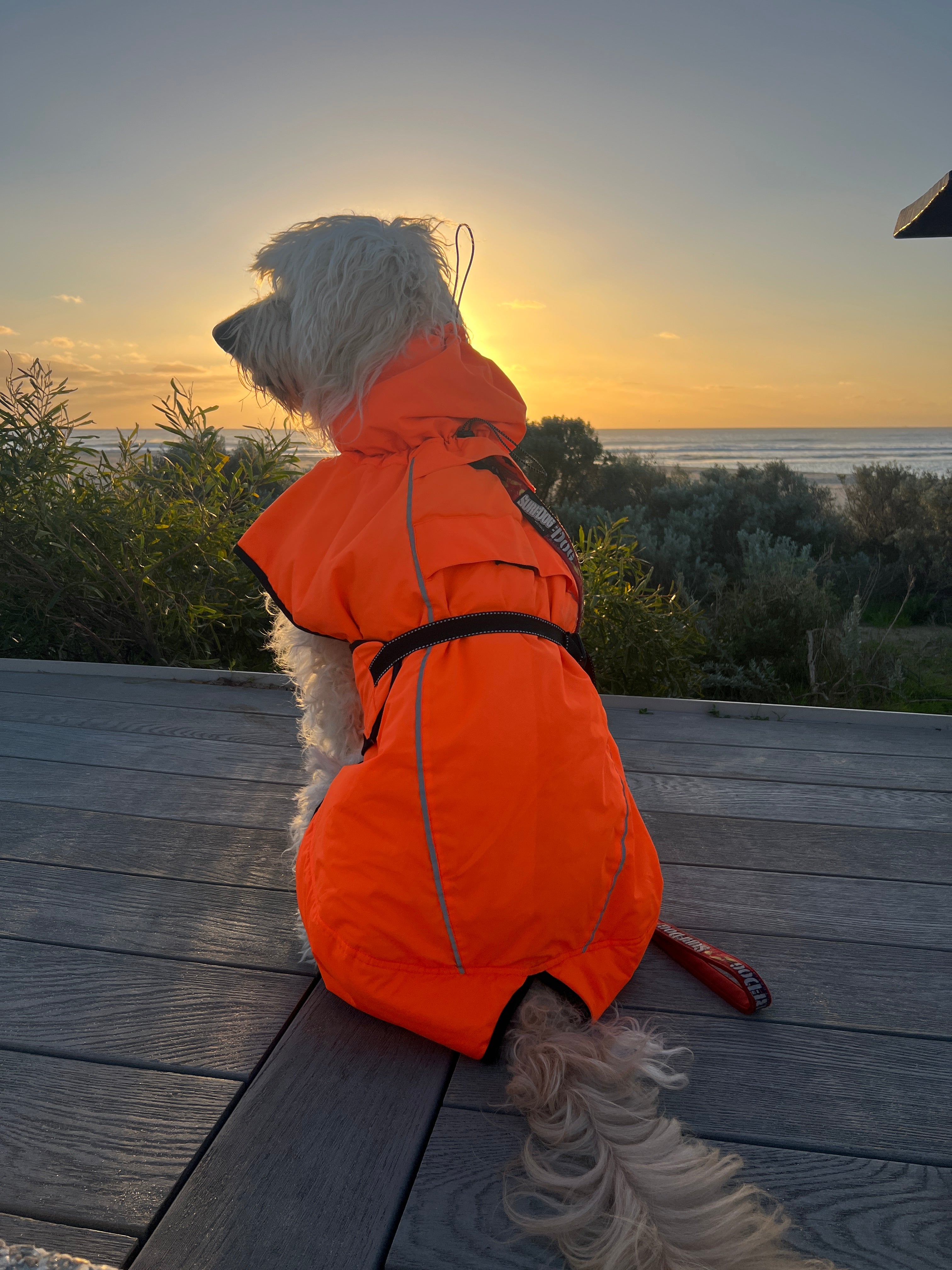 High Visibility Coats for dogs