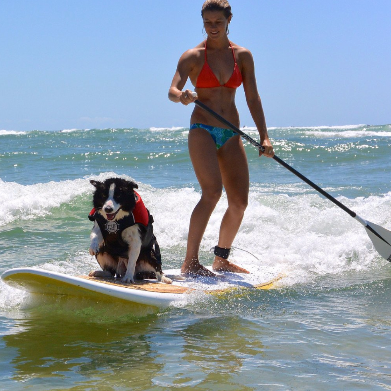 Dog Lifejackets. The worlds best dog lifejacket.