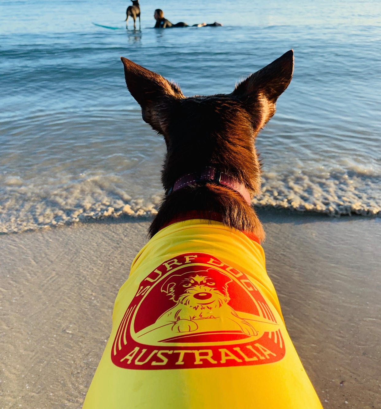 Surf Dog Australia Shirts Dog Rashies