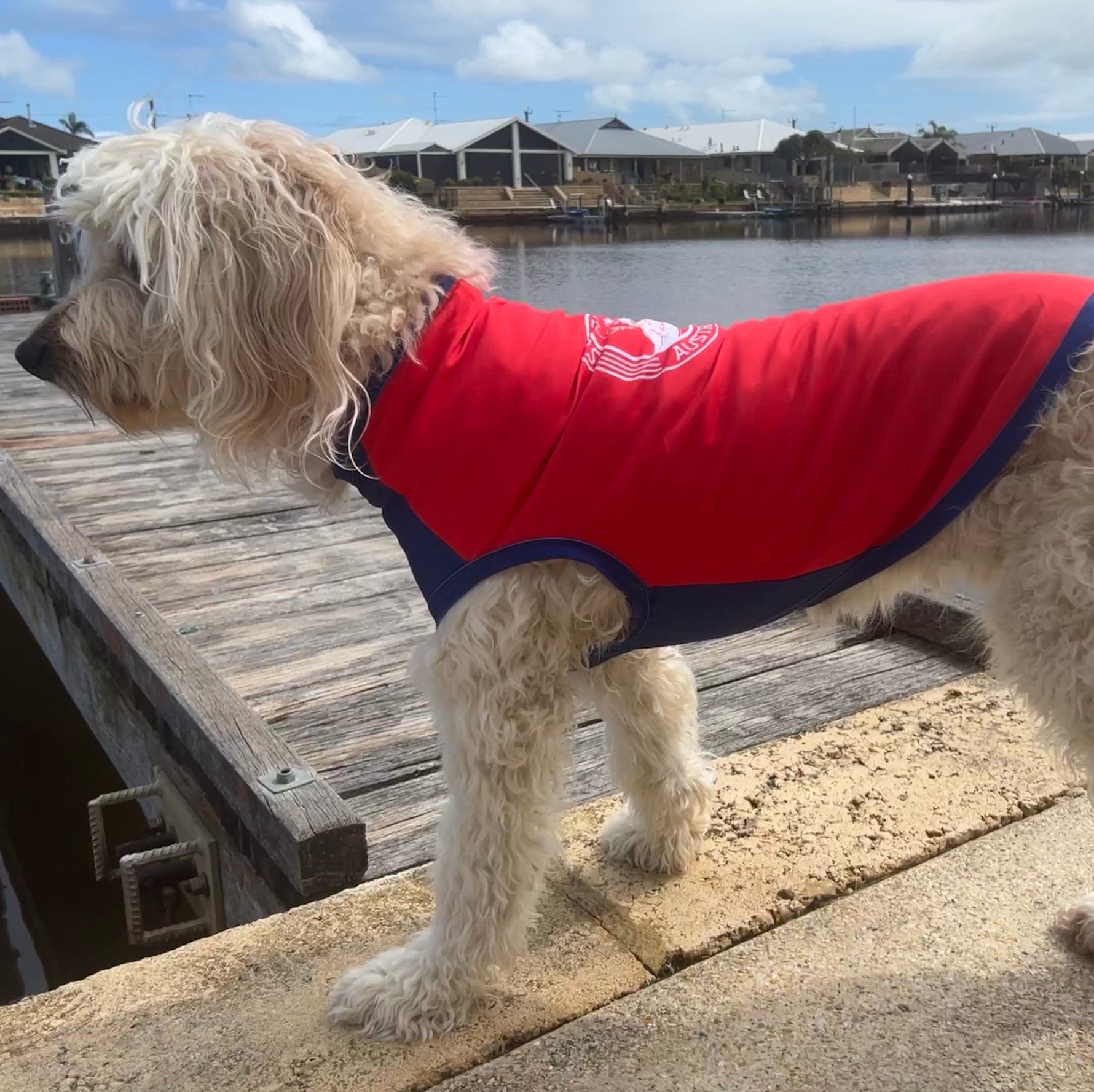 Surf Dog Australia Shirts Dog Rashies