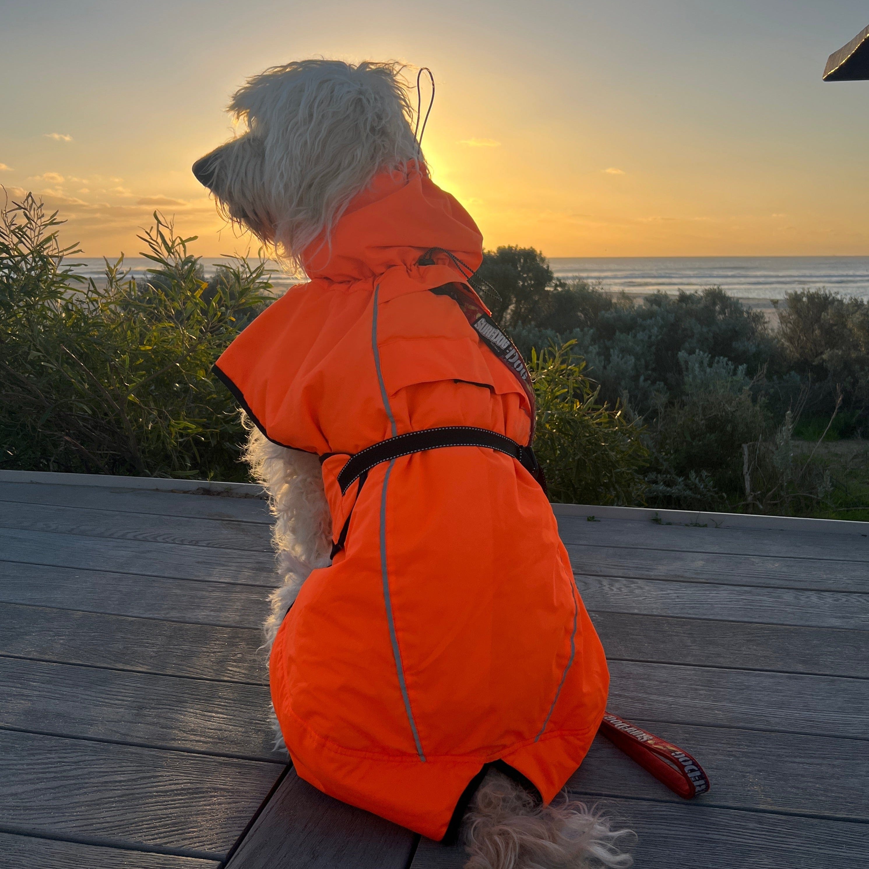 Hi Visibility Coats for dogs Surfdog Australia