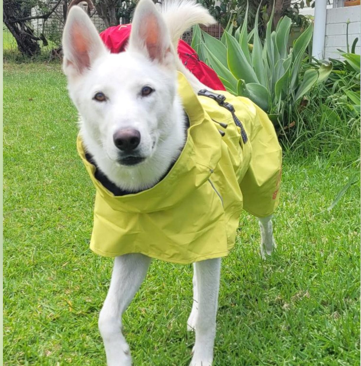 Custom dog raincoat best sale