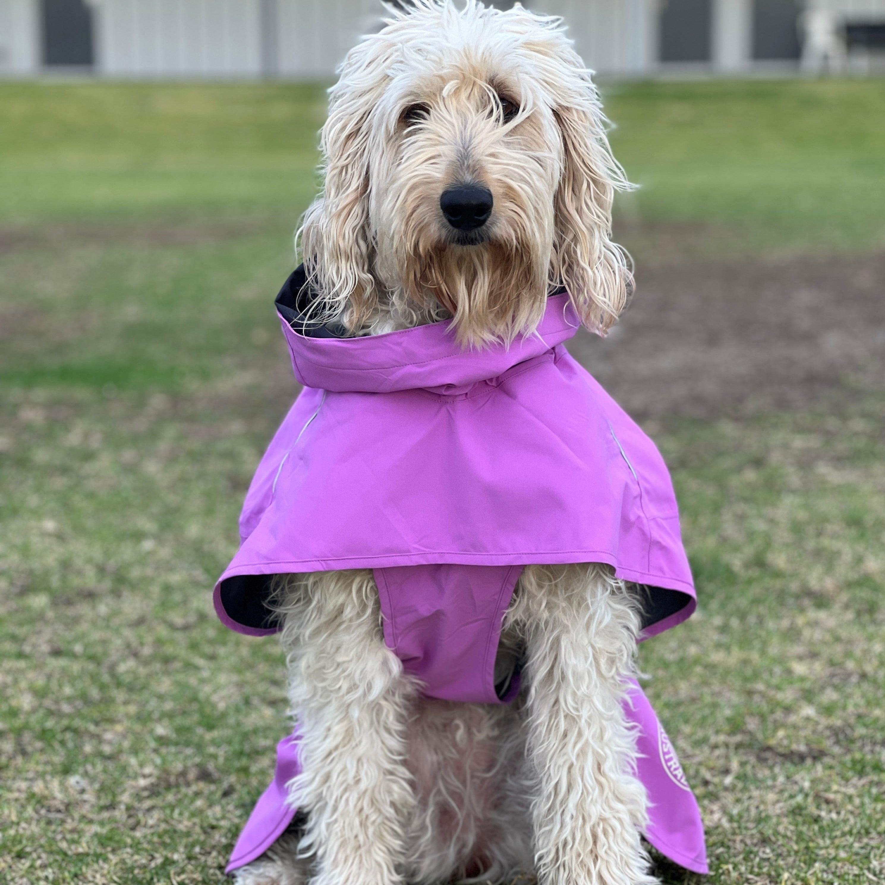 Puppy in raincoat hotsell