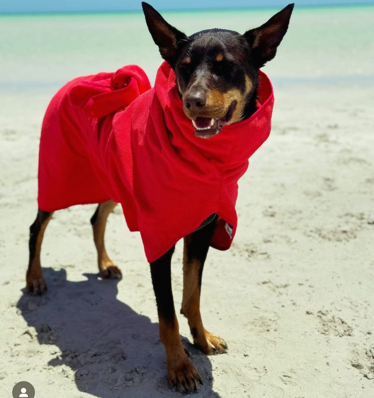 SurfDog Australia Dog Drying Coats Drying Coats for Dogs