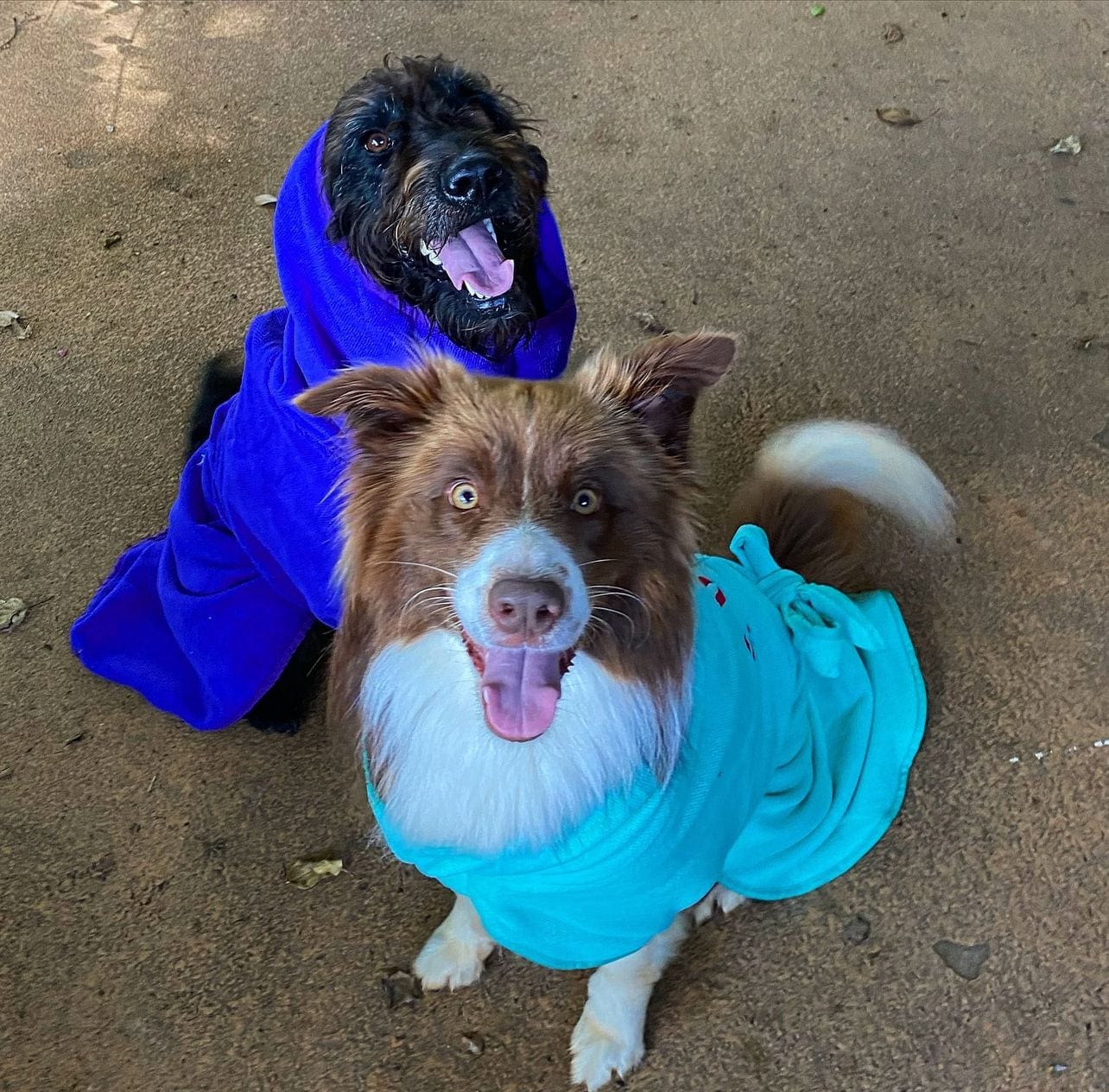 SurfDog Australia Dog Drying Coats Drying Coats for Dogs