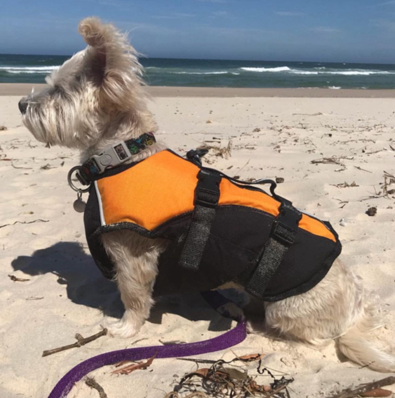 Surf Dog Australia Dog Lifejacket Dog Lifejackets