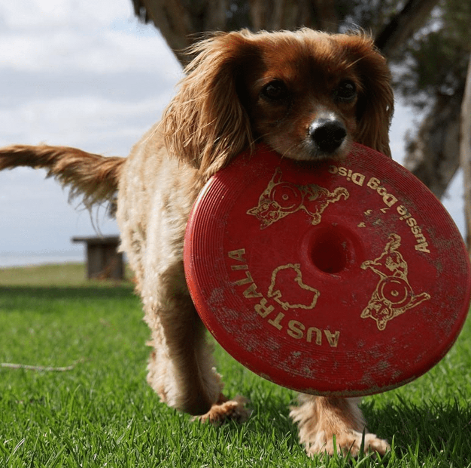 Aussie Dog Frisbee