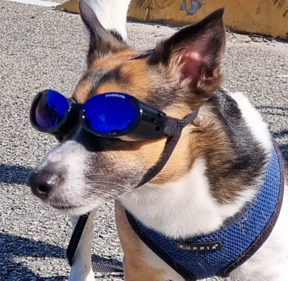 Doggles Dog Sunglasses Surfdog Australia