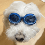 Surf Dog Australia Doggles Dog Sunglasses Doggles - Dog Sunglasses