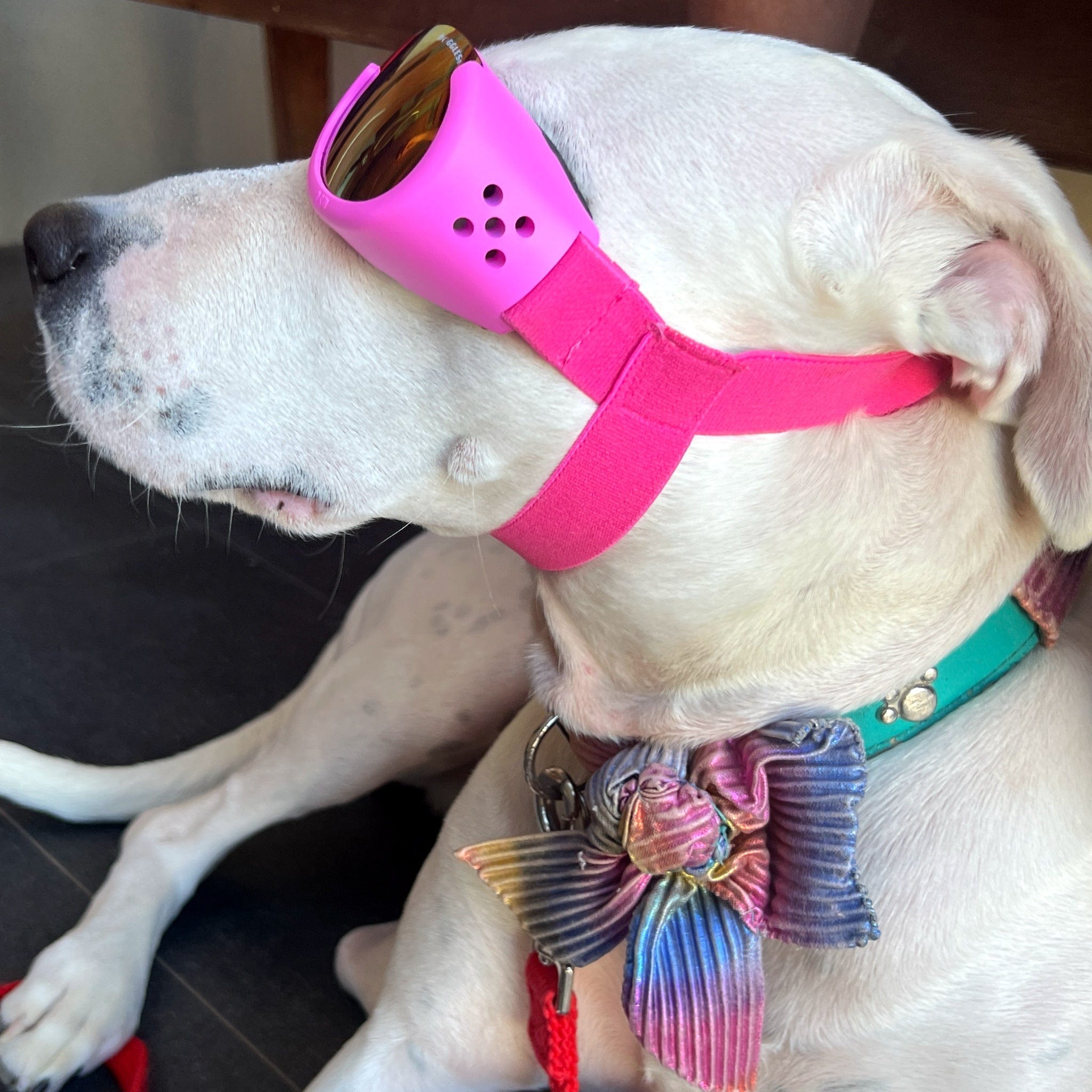 Pink dog sunglasses best sale