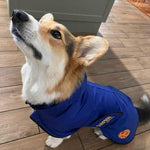 SurfDog Australia Raincoats for dogs Raincoats for Dogs FREE walk