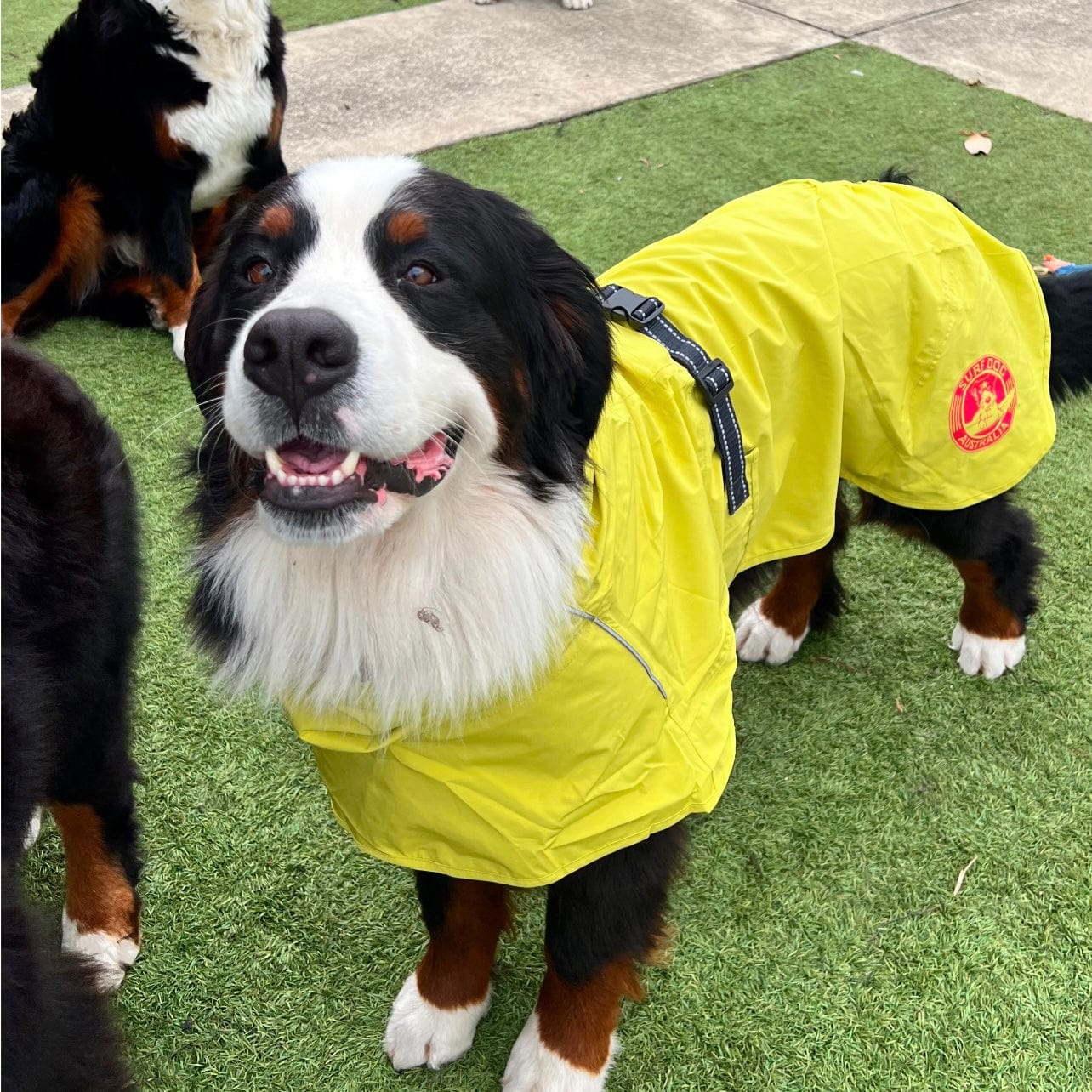 Surfdog Australia Raincoats for dogs Raincoats for Dogs -Super SUPR