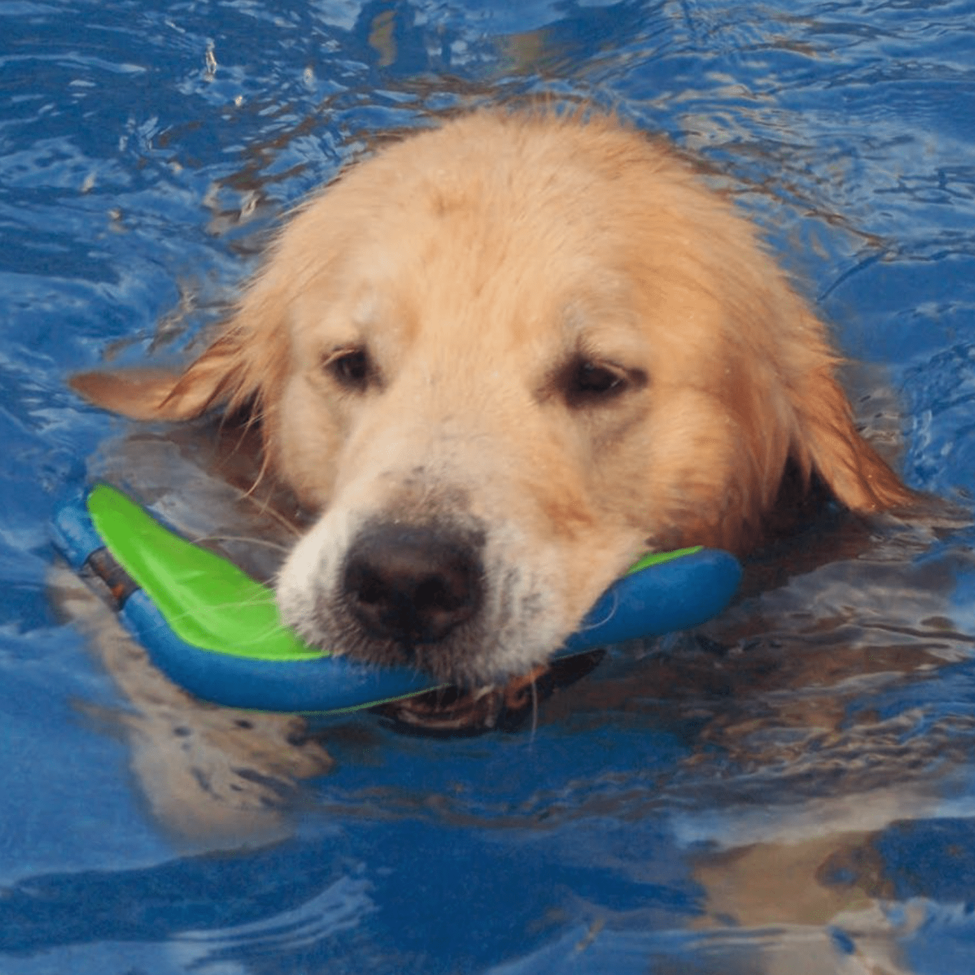 Surfdog Australia Amphibious Boomerang  Toy