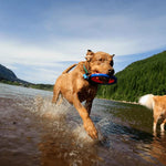 Surfdog Australia Chuckit ZipFlight