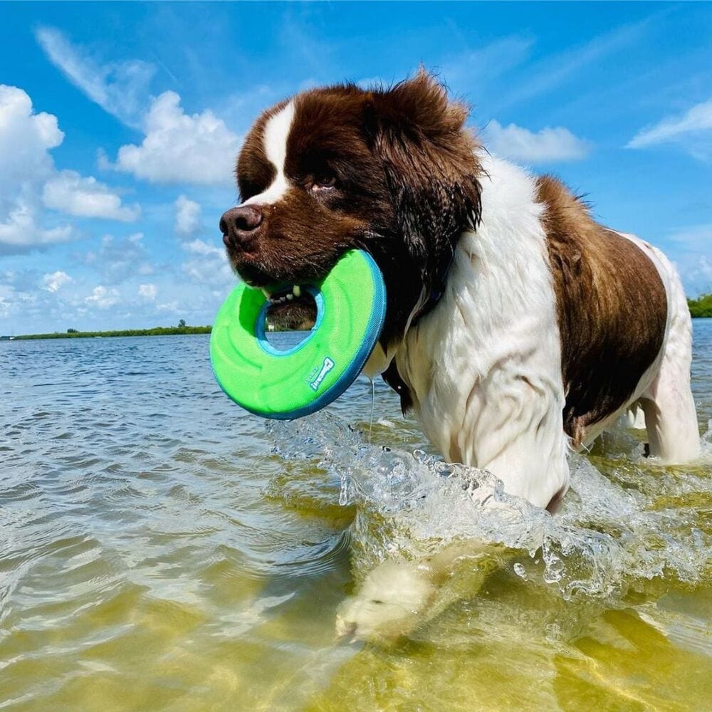 Surfdog Australia Chuckit ZipFlight