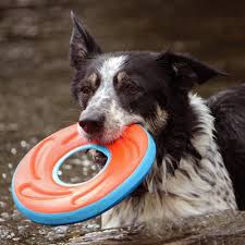 Surfdog Australia Chuckit ZipFlight