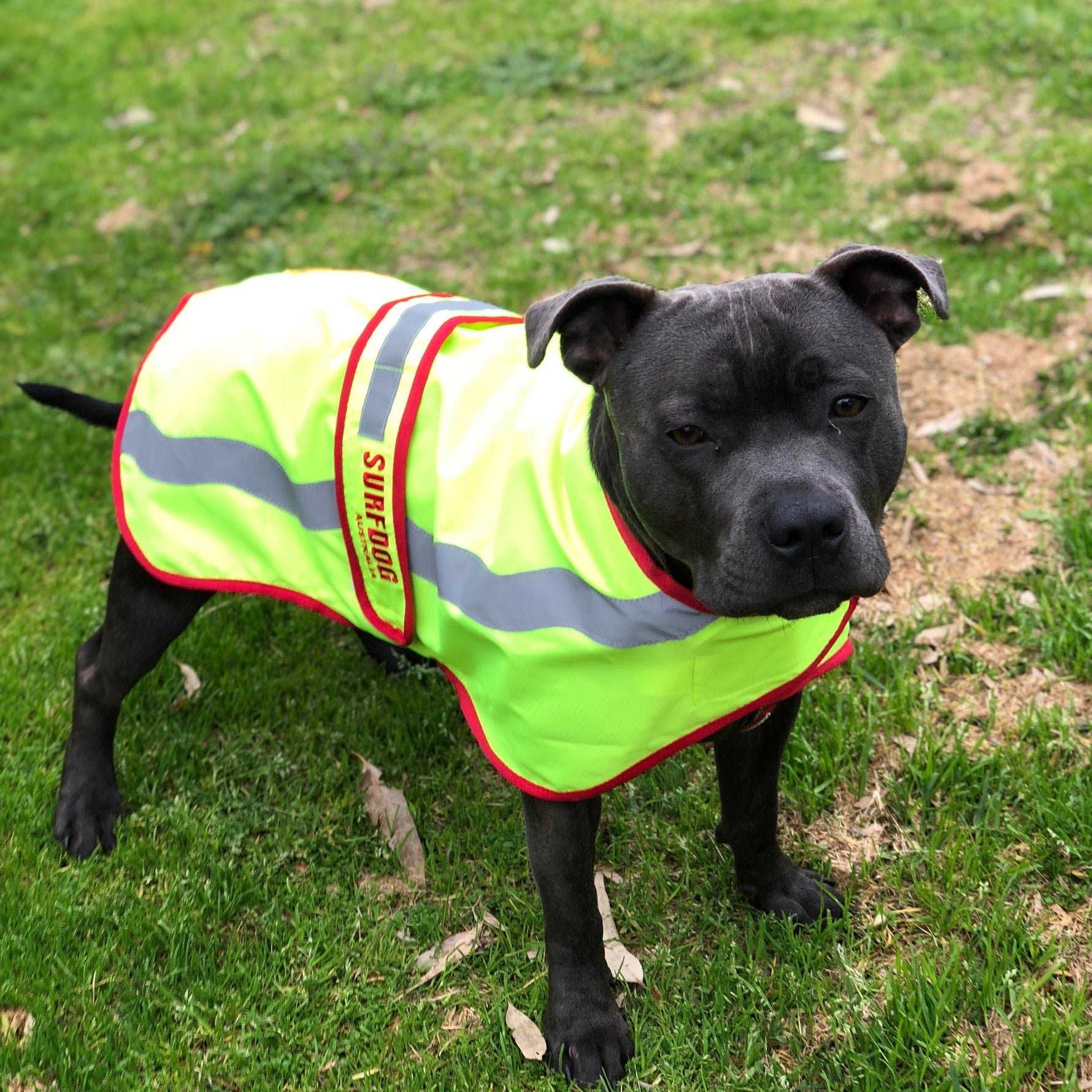 Surfdog Australia Dog Coat Hi Visibility