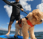 Surfdog Australia Dog Lifejacket Buoyancy Aid