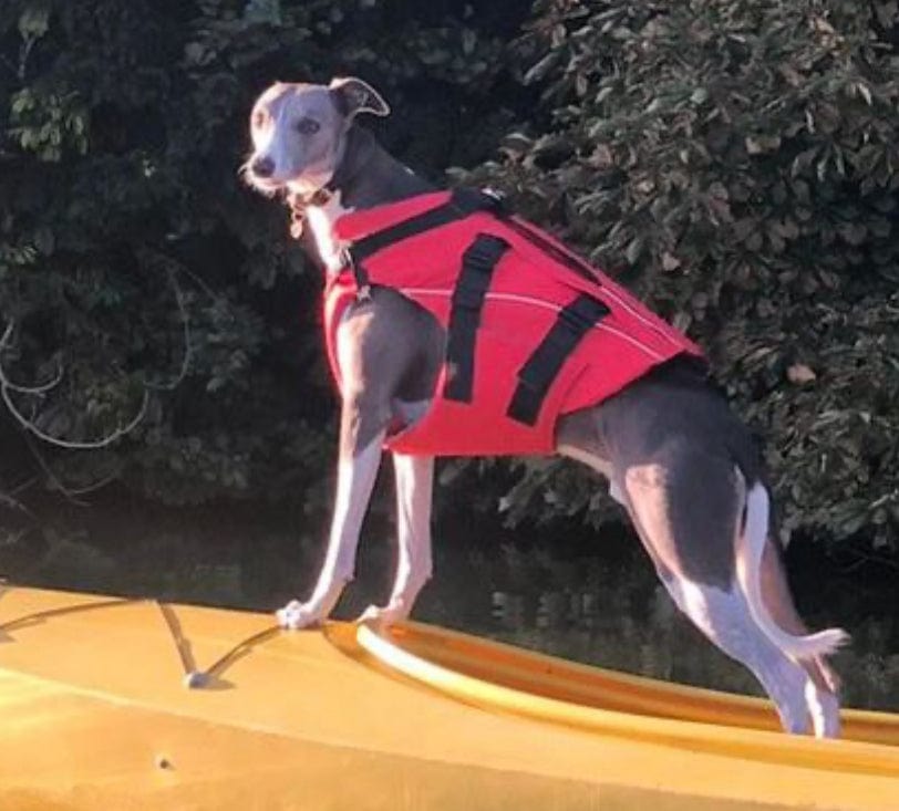 Surfdog Australia Dog Lifejacket Buoyancy Aid