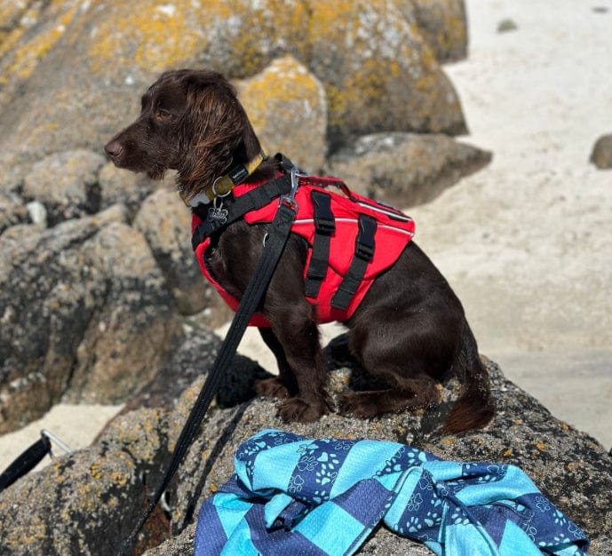 Surfdog Australia Dog Lifejacket Buoyancy Aid