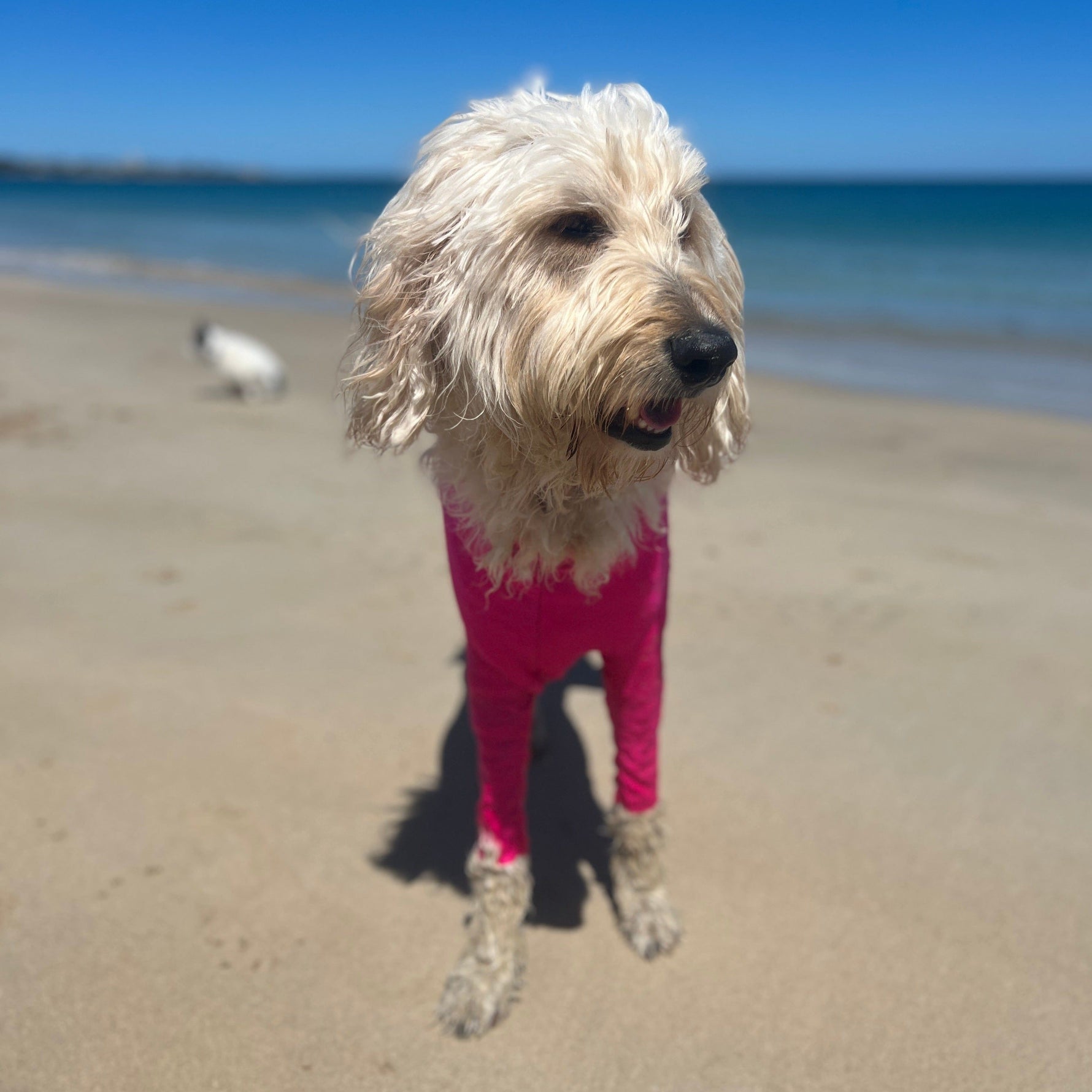 Surfdog Australia LONG SLEEEVED DOG RASHIE - DOG BODY SUIT