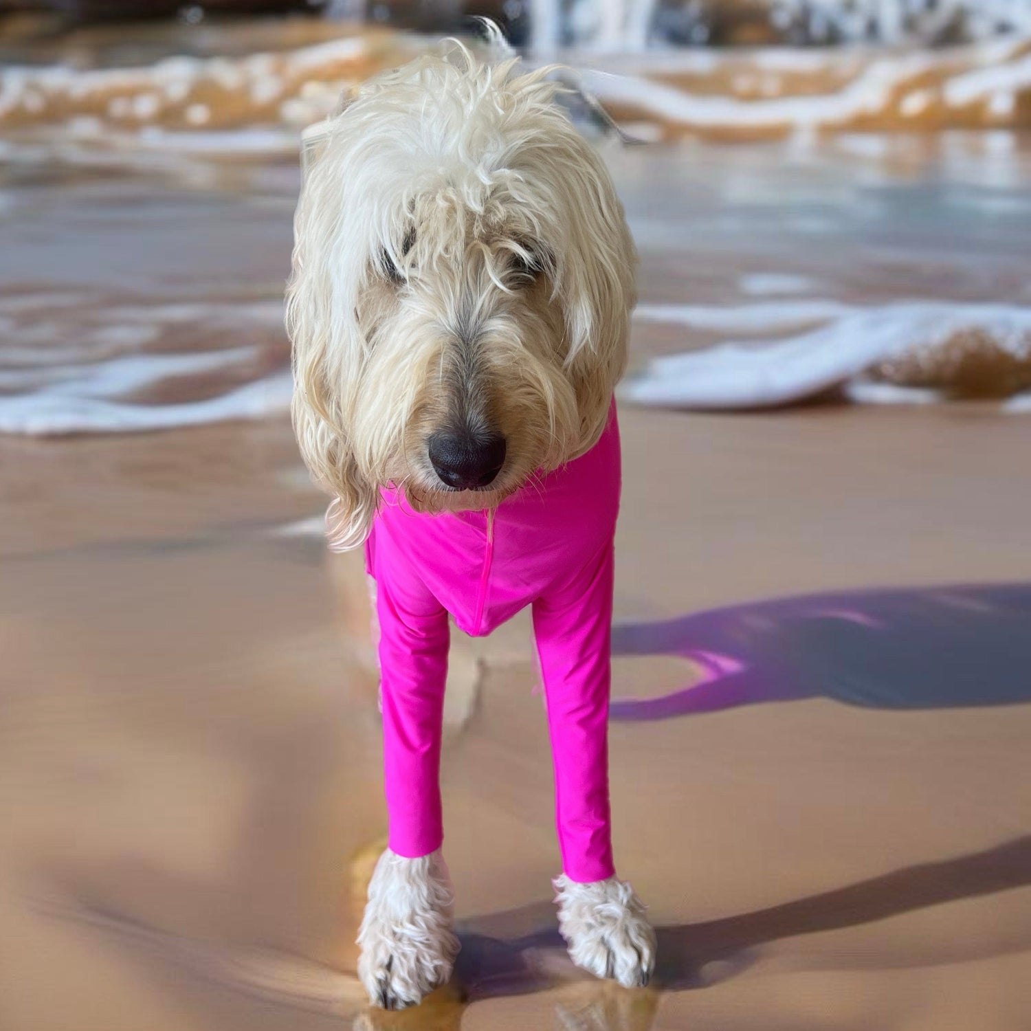 Surfdog Australia Rashie for dogs Long Sleeved Superdog