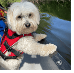 Surfdog Australia Red Dog Buoyancy Aid