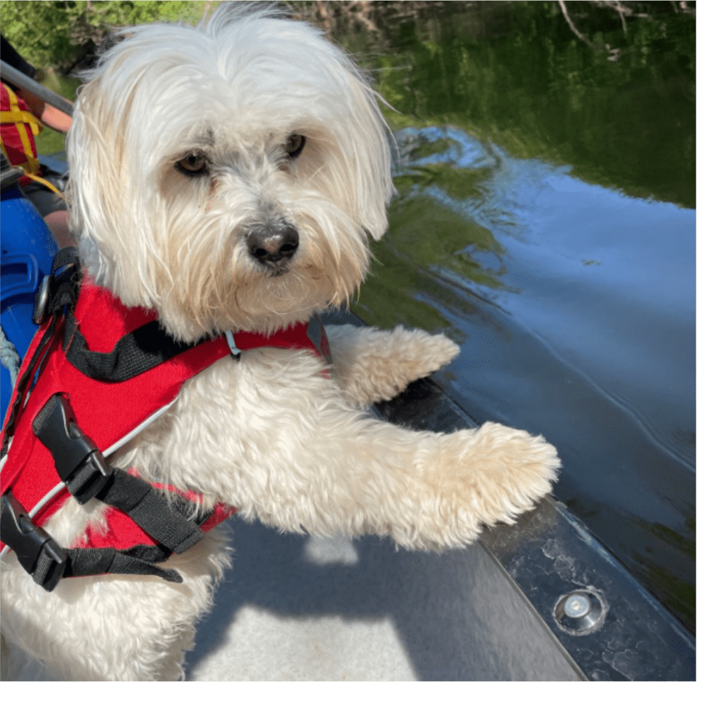 Surfdog Australia Red Dog Buoyancy Aid