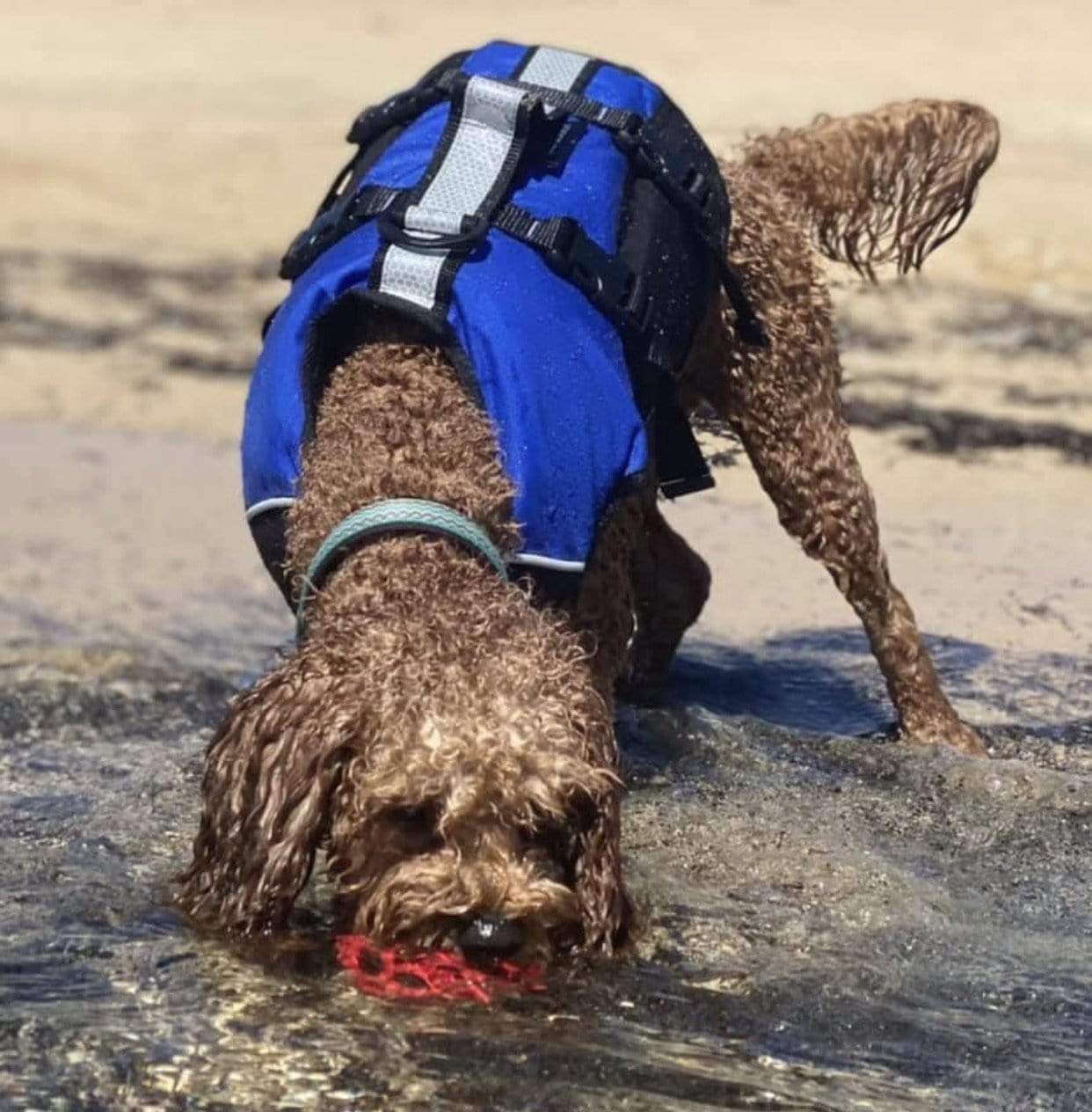 Dog Lifejackets Surfdog Australia