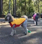 SurfDog Australia Jumpers Dog Fleece Jumper - Singlet