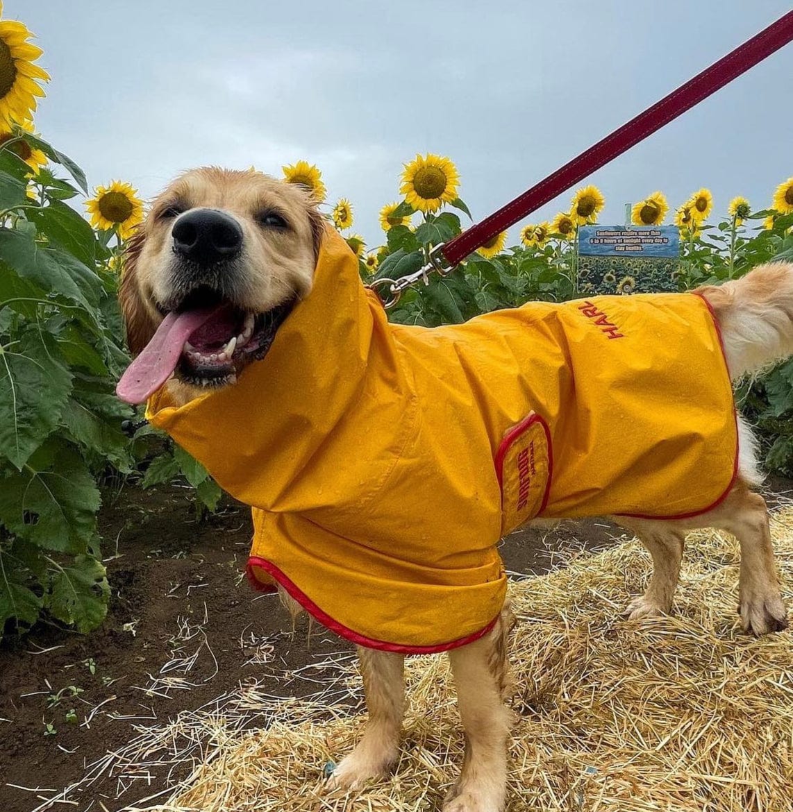 Rainwear for dogs online