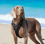 SurfDog Australia Dog Harness -  Huskimo ULTIMATE Harness